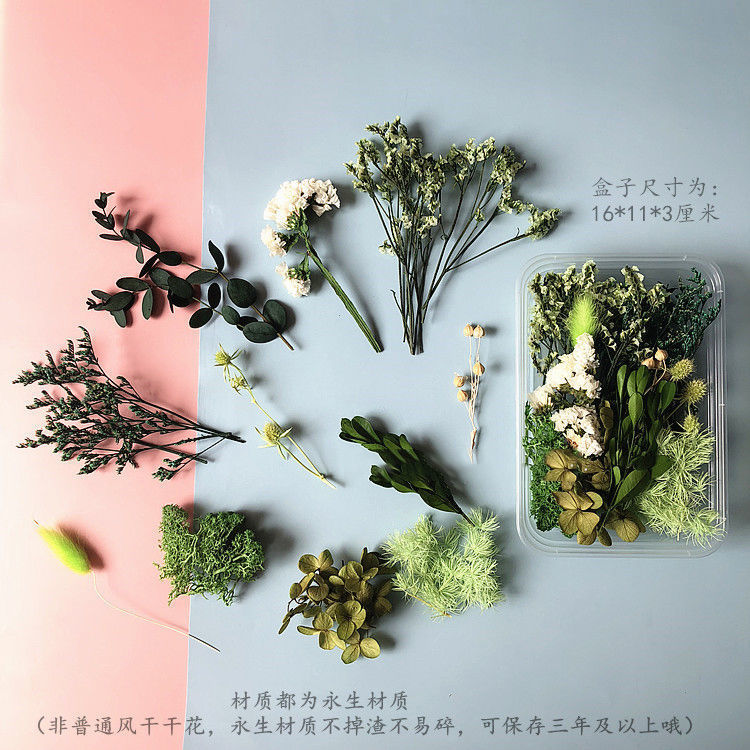 Wholesale Eternal Flower Baby's Breath Daisy Dried Flower Floating Flower Pressed Flower Kindergarten Handmade Flower Art Diy Filling Material